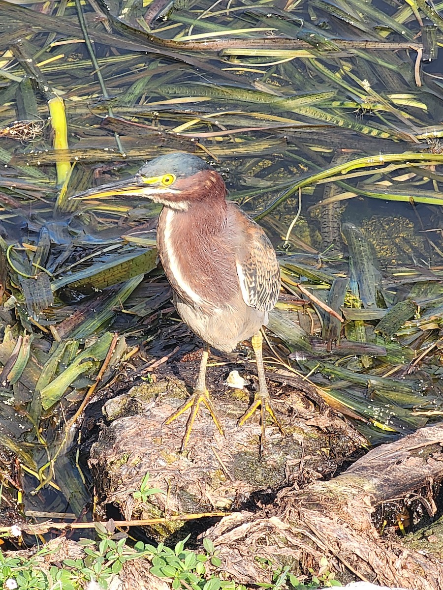 Green Heron - ML646490612