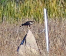 בז גמדי - ML646490613