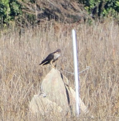 בז גמדי - ML646490614