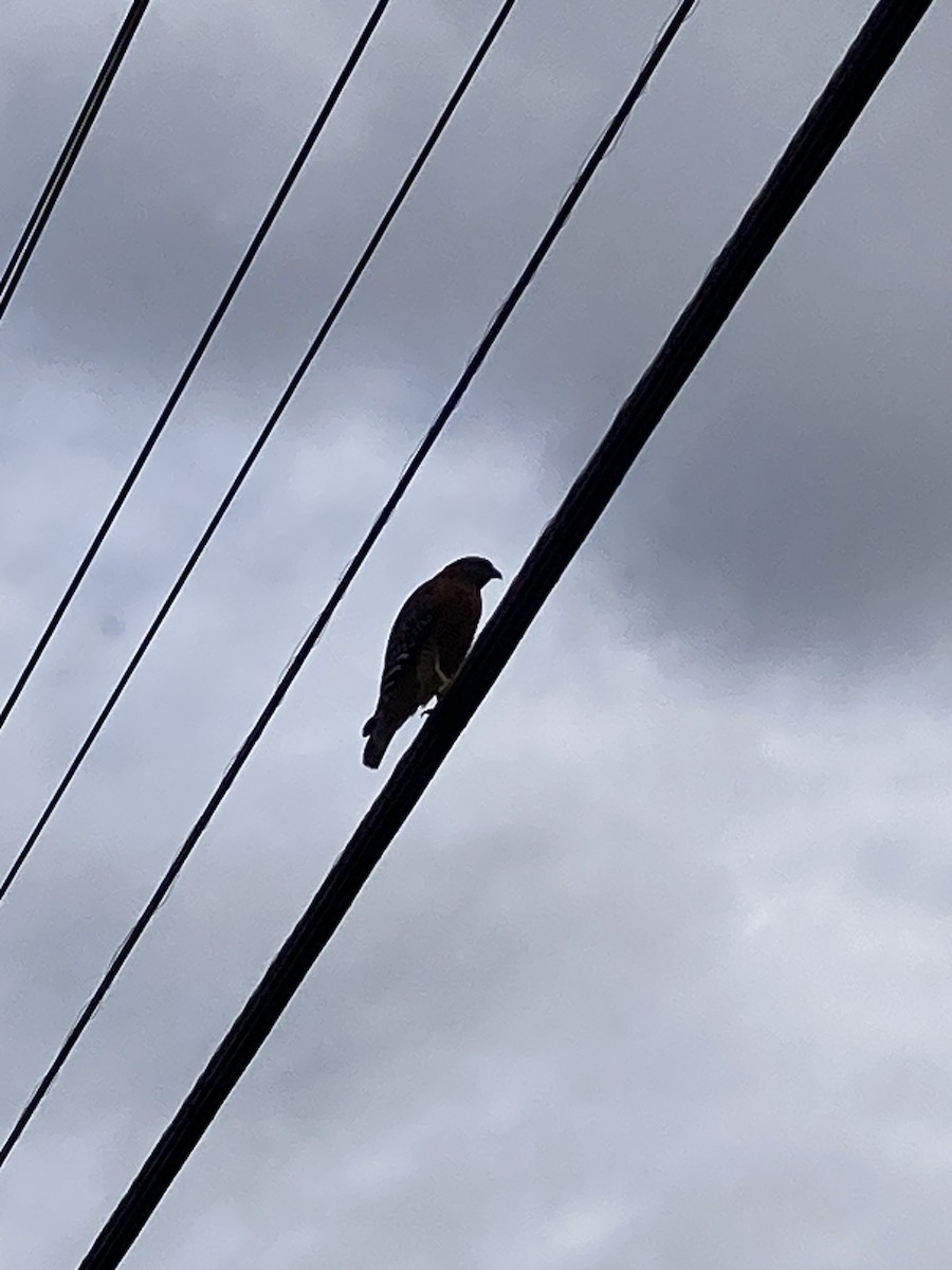 カタアカノスリ - ML646490616