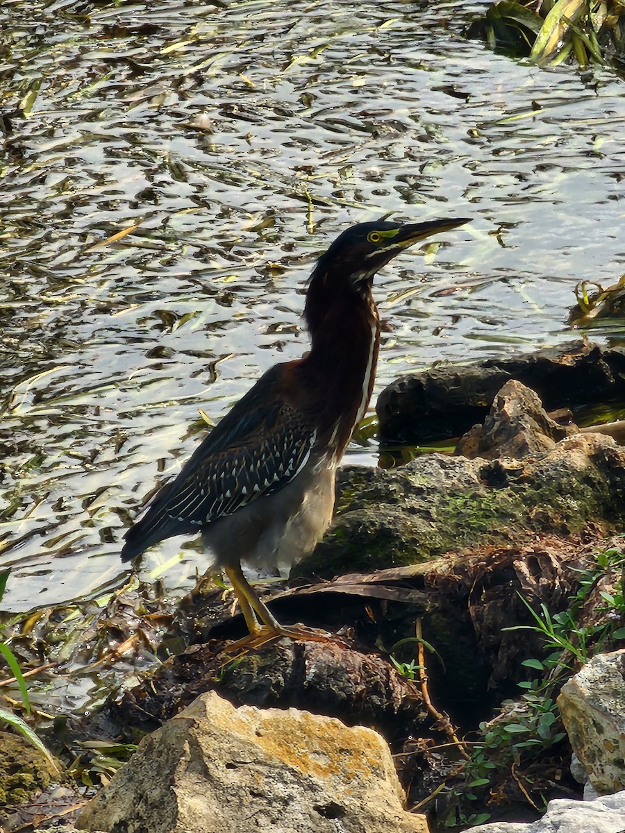 Green Heron - ML646490619