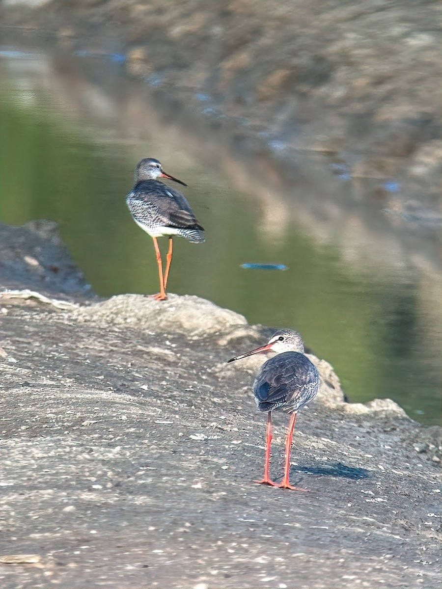 鶴鷸 - ML646490620