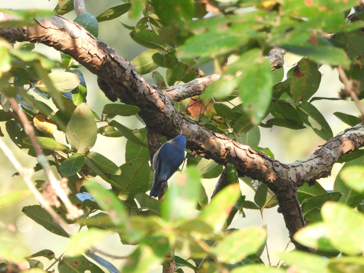 Velvet-fronted Nuthatch - ML646490621