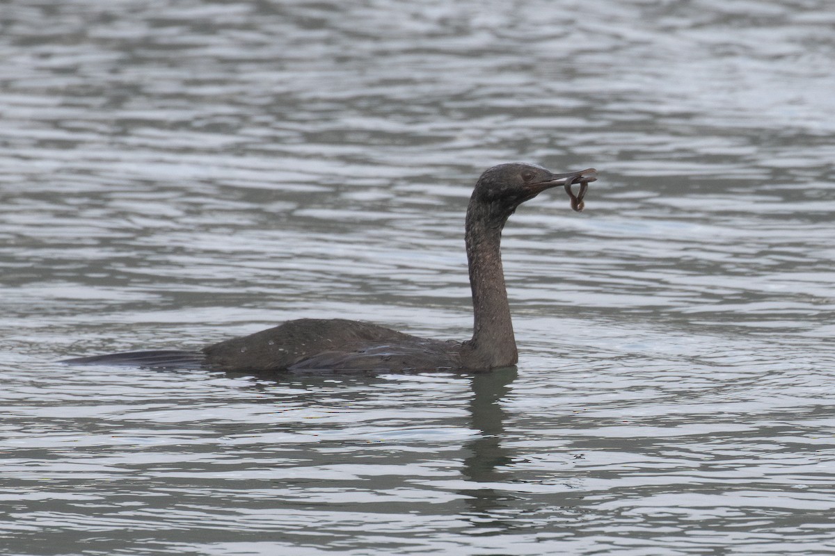 海鸕鷀 - ML646490622