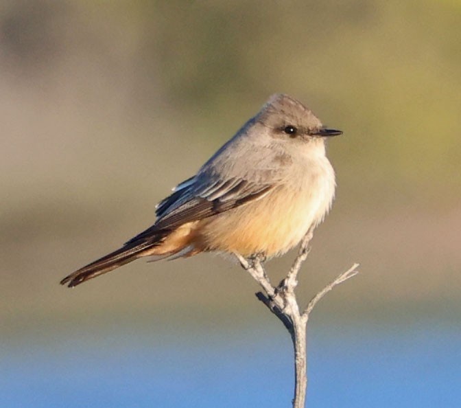 Say's Phoebe - ML646490623