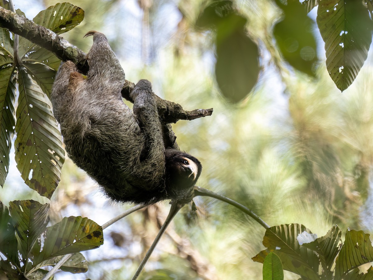 Brown-throated Three-toed Sloth - ML646490626
