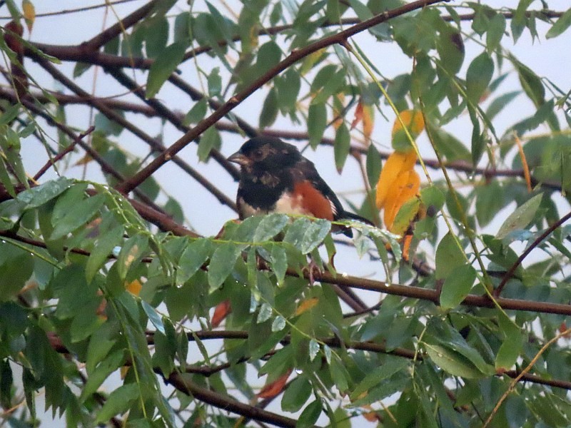 Eastern Towhee - ML646490627