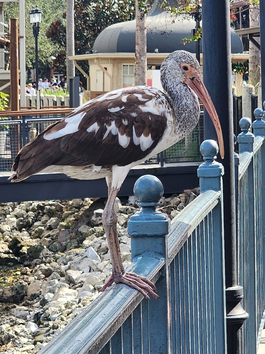 White Ibis - ML646490628