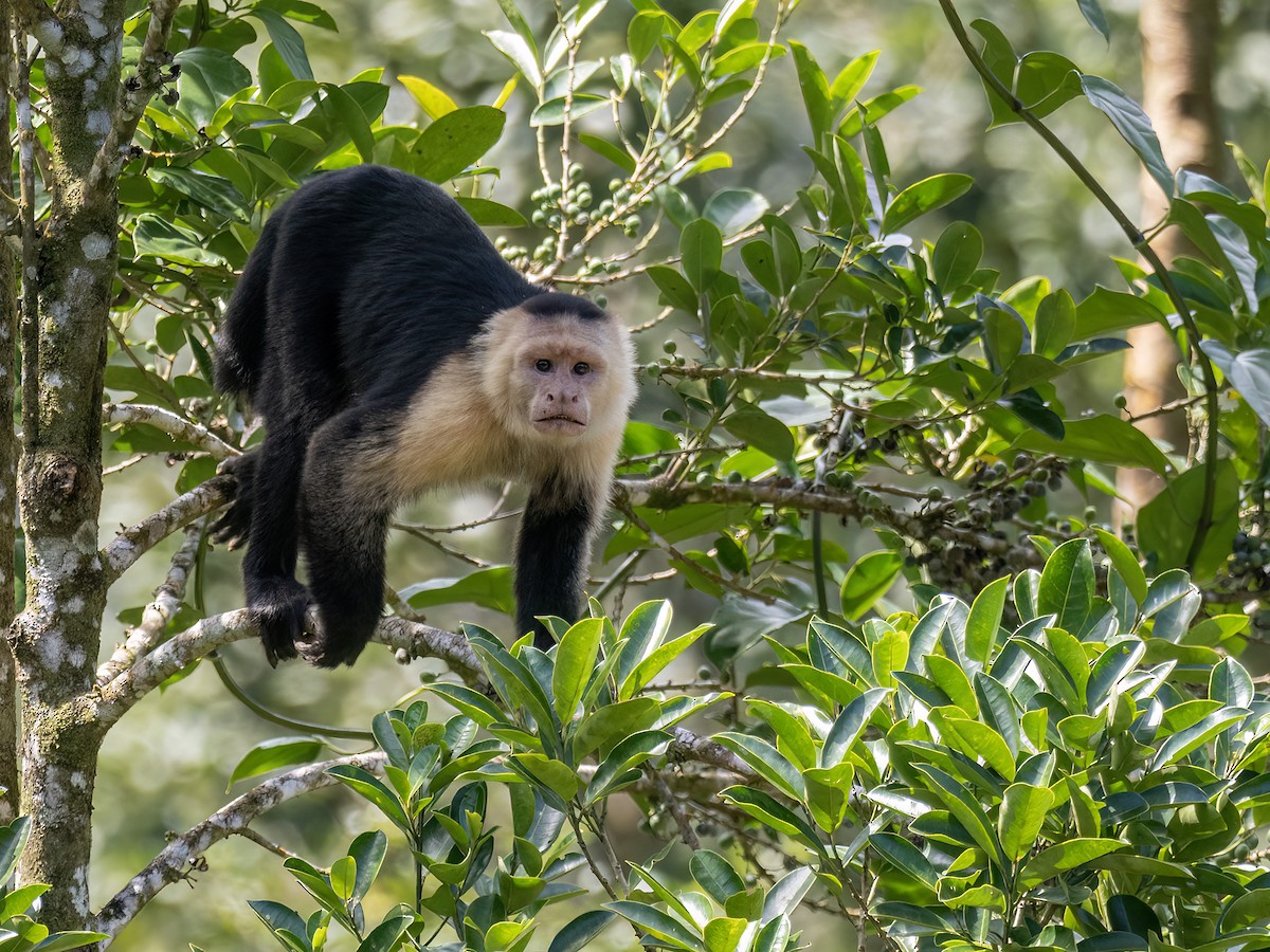 Central American White-faced Capuchin - ML646490629