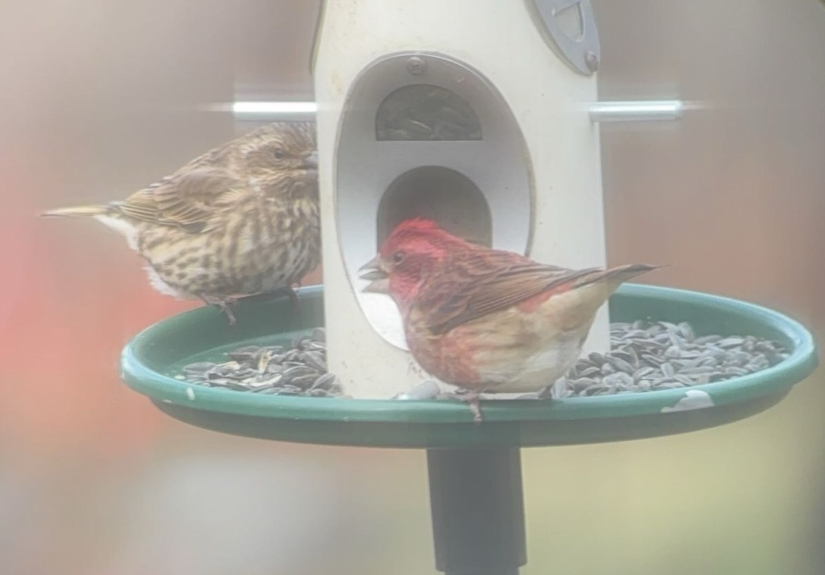 Camachuelo Purpúreo - ML646490632