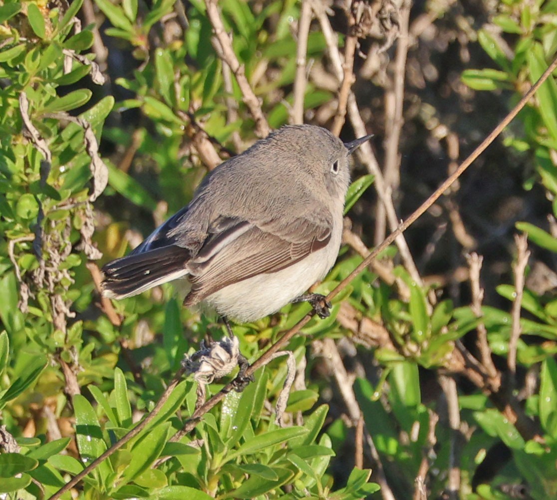 ברחשית כחלחלה - ML646490633