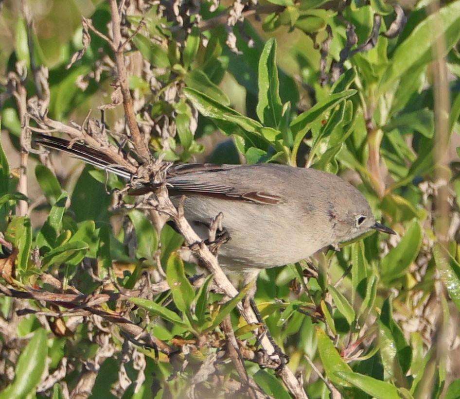 ברחשית כחלחלה - ML646490634
