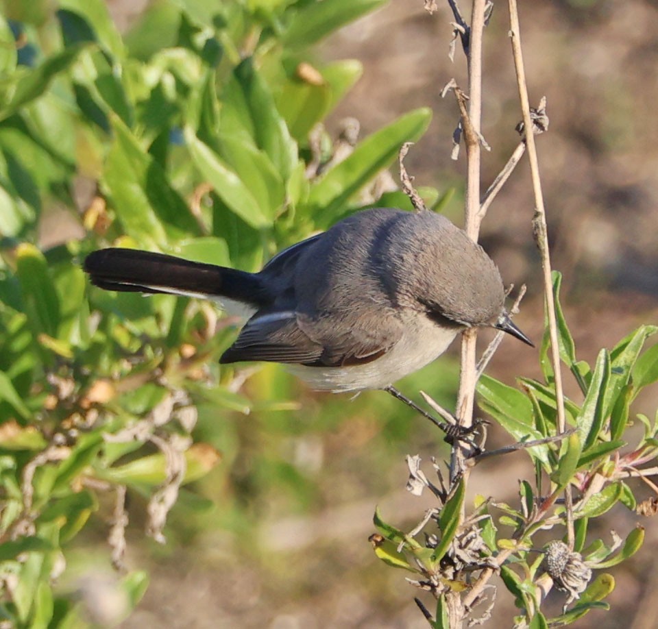 ברחשית כחלחלה - ML646490635