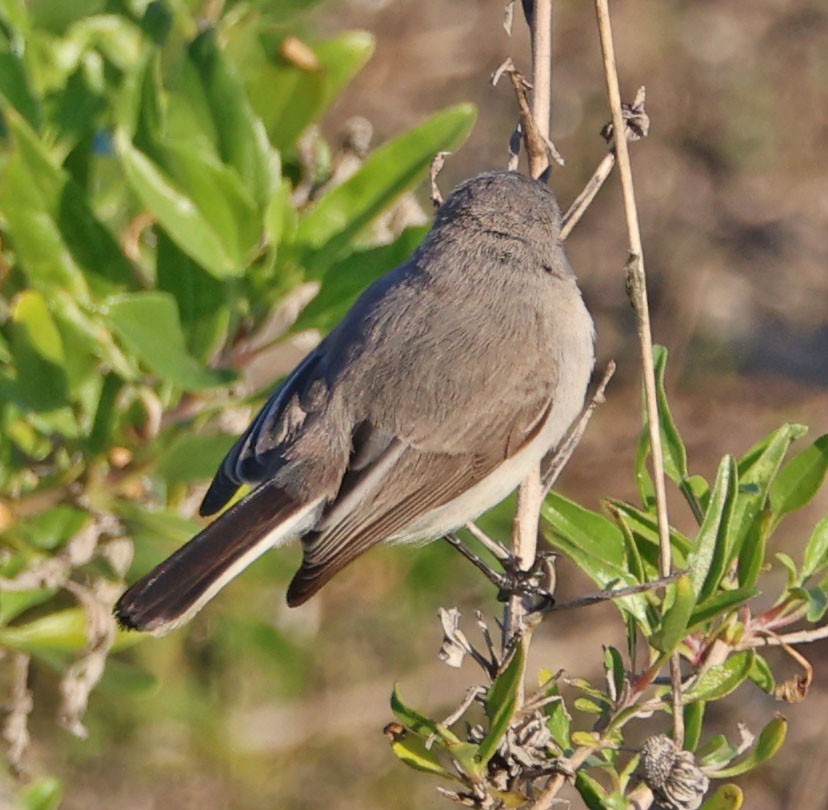 ברחשית כחלחלה - ML646490636