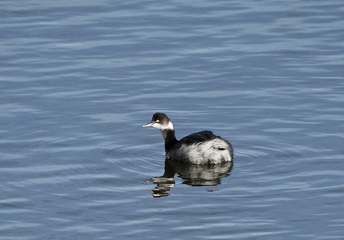 Халтар шунгуур - ML646490637