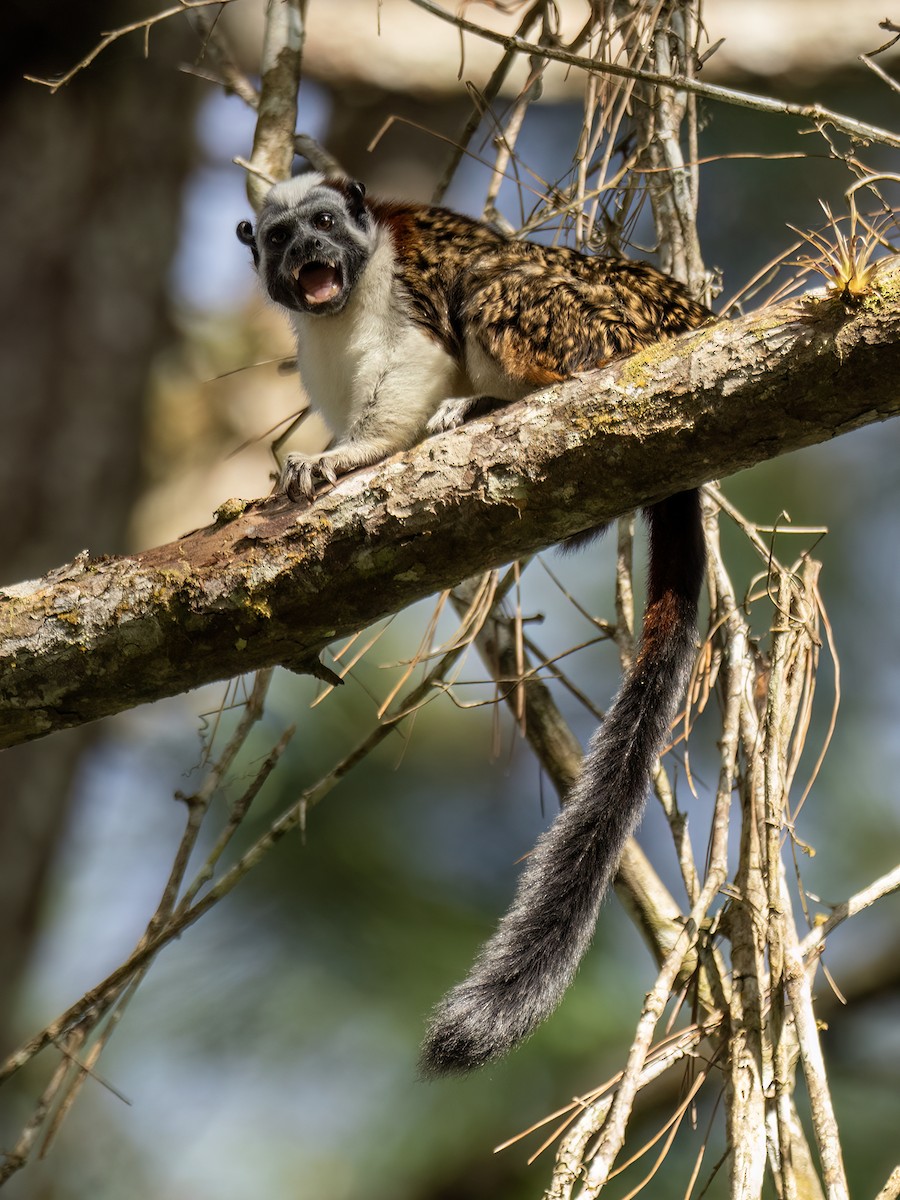 Geoffroy's Tamarin - ML646490638