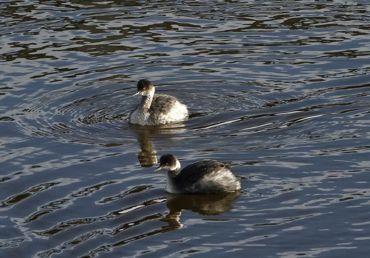 Халтар шунгуур - ML646490639