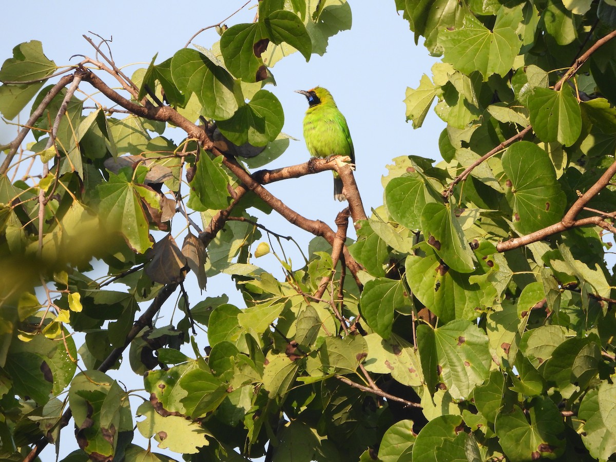 Golden-fronted Leafbird - ML646490640