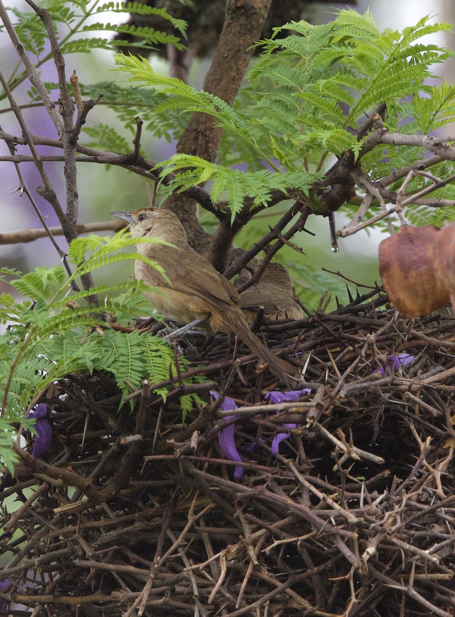 Рыжелобый эспинеро - ML646490642