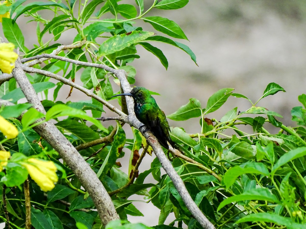 Kara Gerdanlı Mango - ML646490643