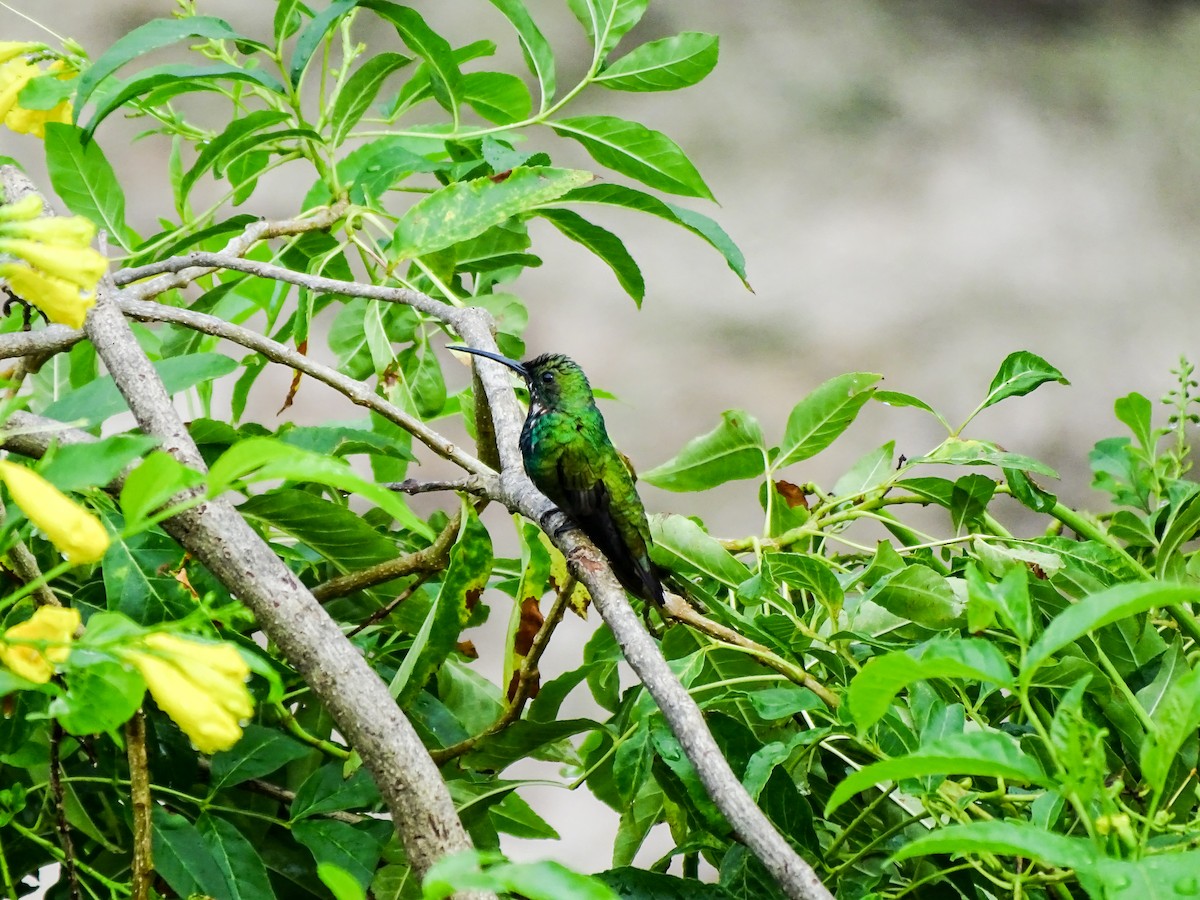Kara Gerdanlı Mango - ML646490644