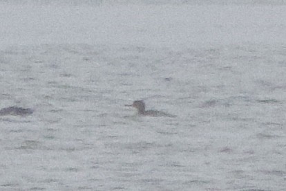 Red-breasted Merganser - ML646490647