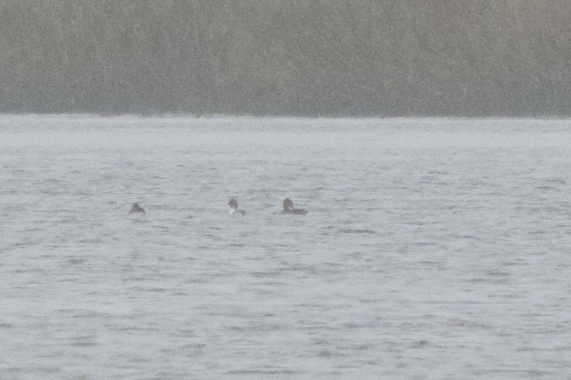 Red-breasted Merganser - ML646490648