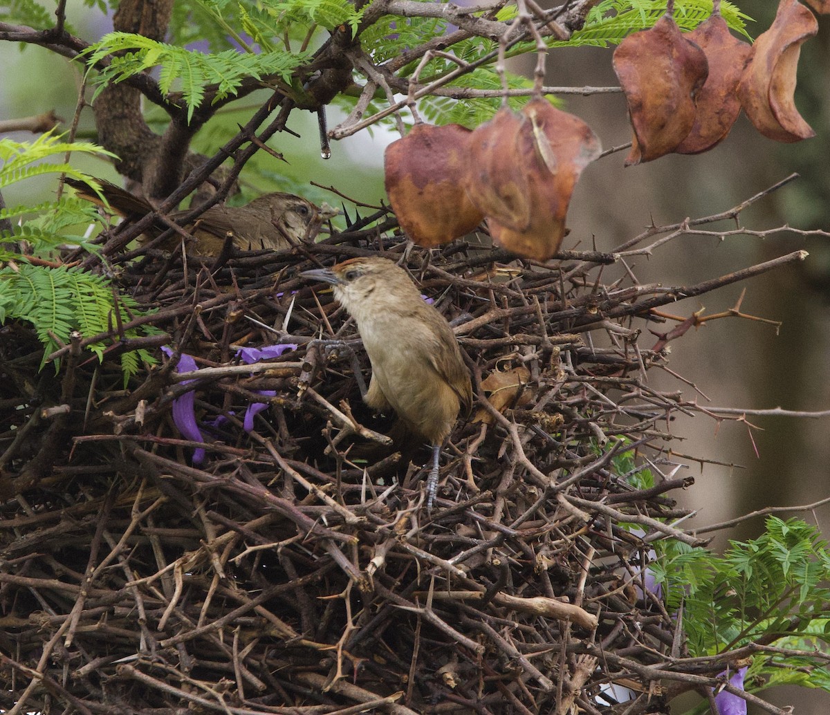 Рыжелобый эспинеро - ML646490655