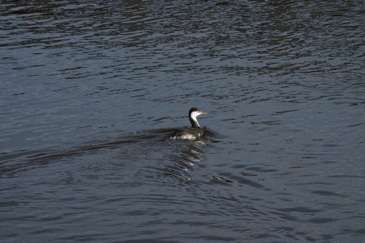 Western Grebe - ML646490656