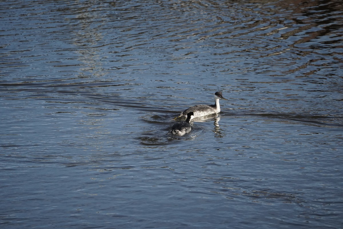 Western Grebe - ML646490657