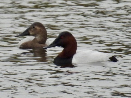 Canvasback - ML646490659