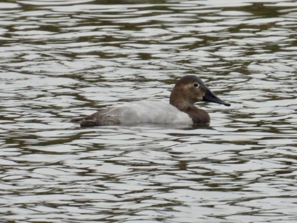 Canvasback - ML646490660