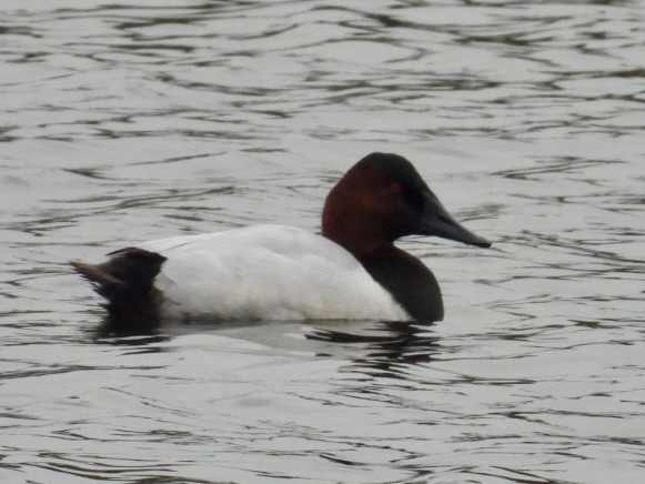 Canvasback - ML646490661