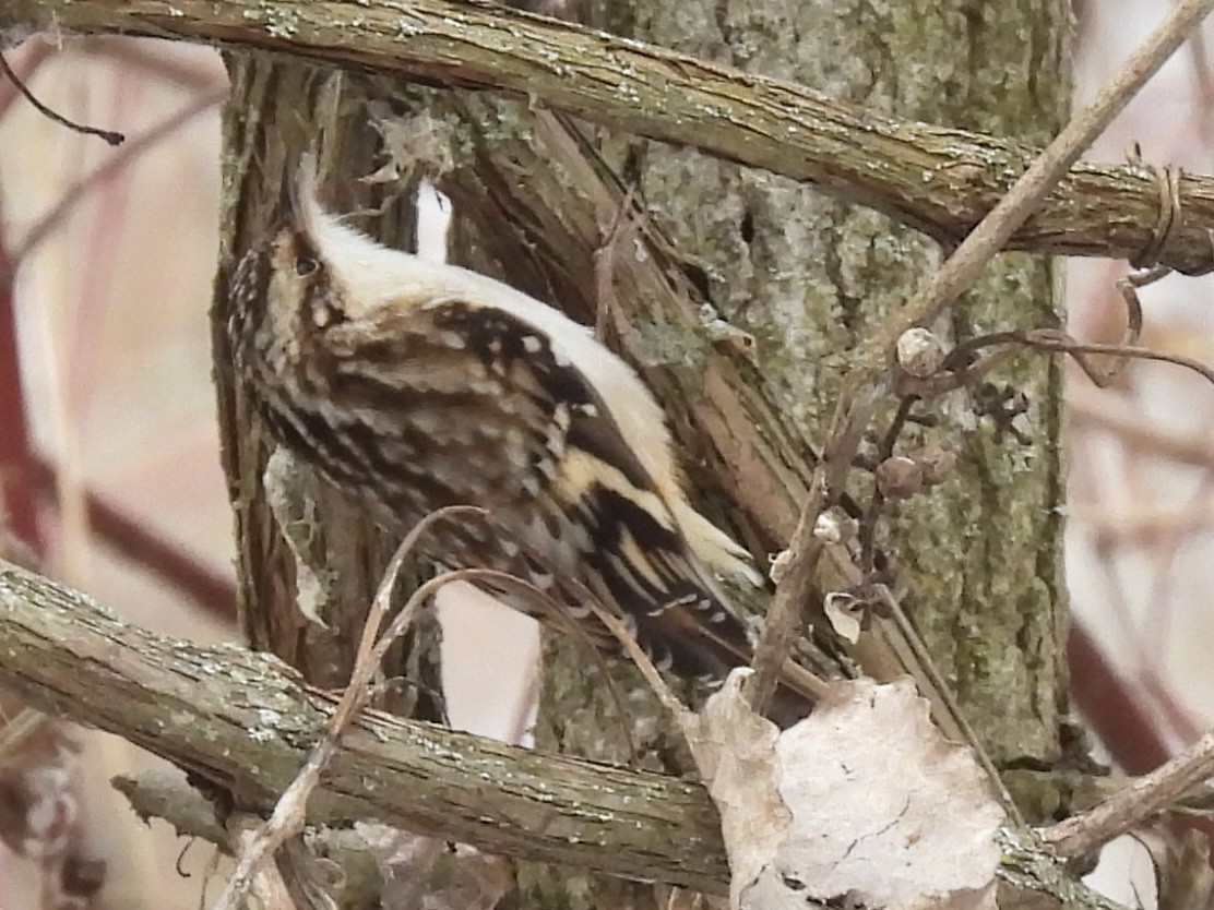 Brown Creeper - ML646490662