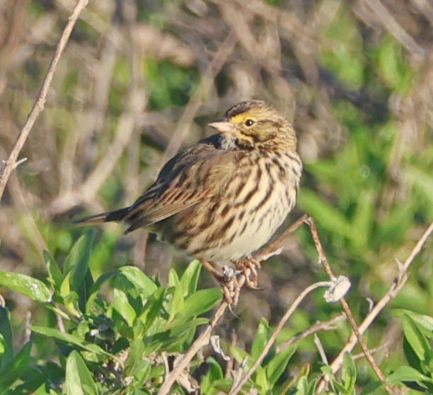 Savannah Sparrow (Belding's) - ML646490665
