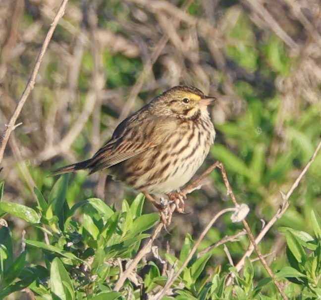 Savannah Sparrow (Belding's) - ML646490666