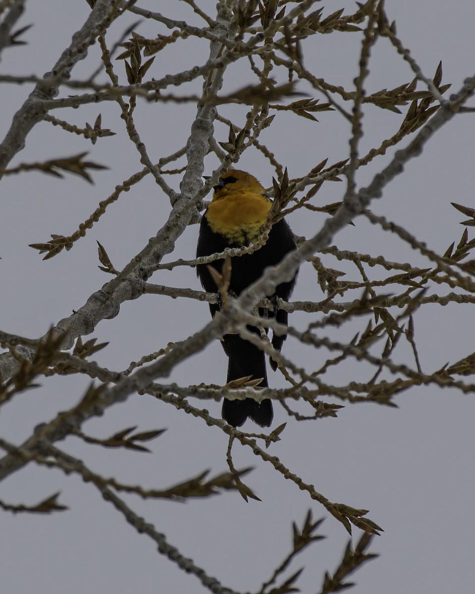Yellow-headed Blackbird - ML646490668