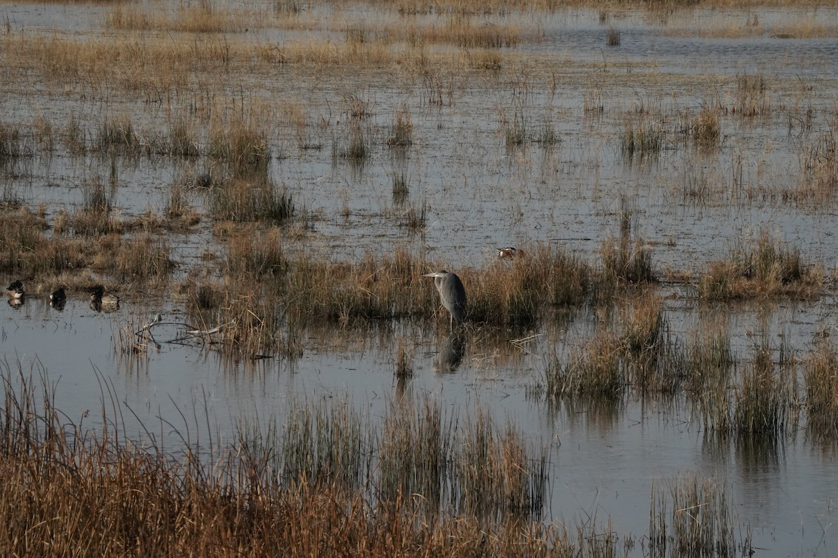 オオアオサギ - ML646490669