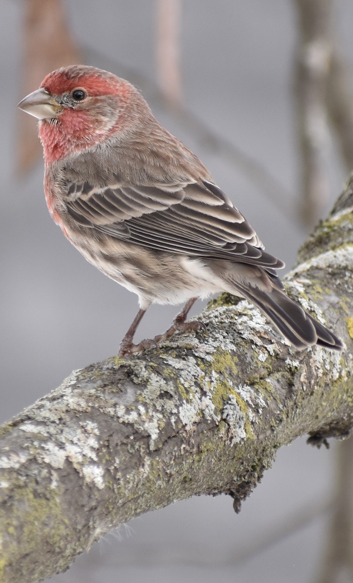 Чечевиця садова - ML646490675