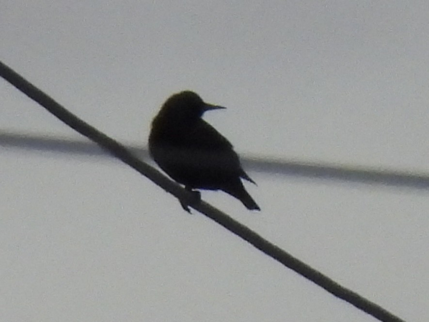 European Starling - ML646490677