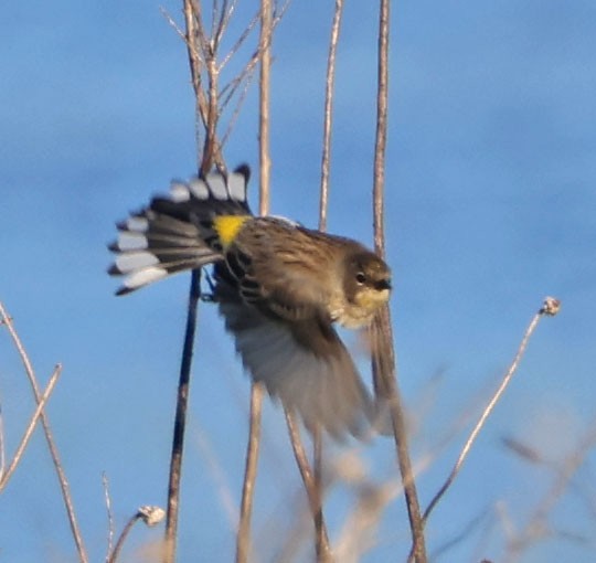 סבכון הכתר - ML646490681