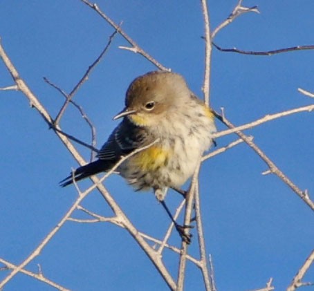 סבכון הכתר - ML646490682