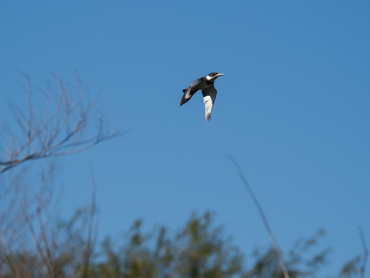 Belted Kingfisher - ML646490683