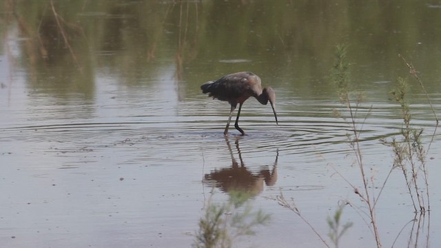 Reddish Egret - ML646490686