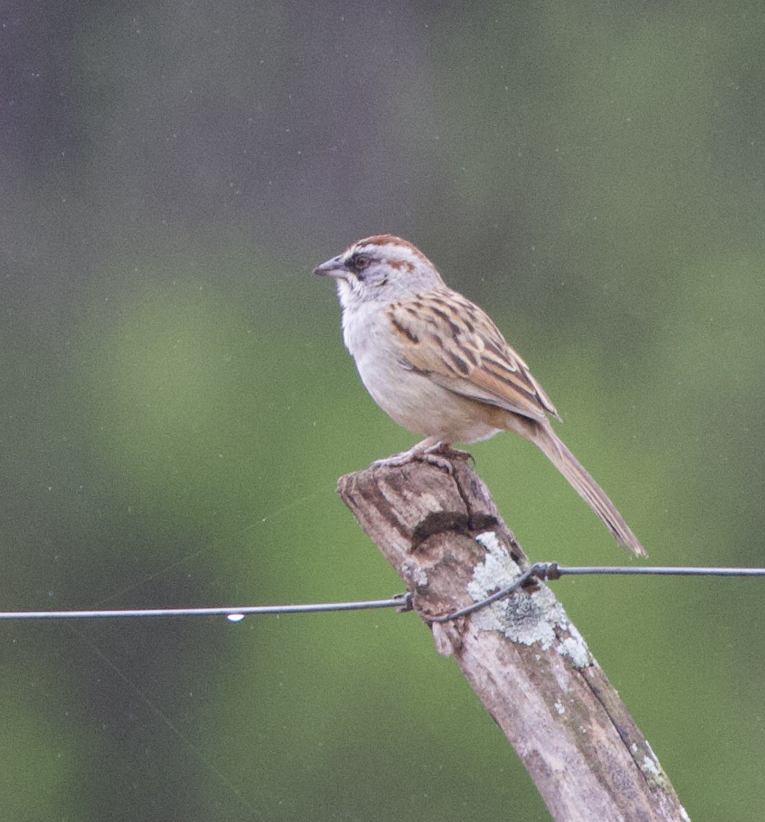 Юнгасская овсянка - ML646490688