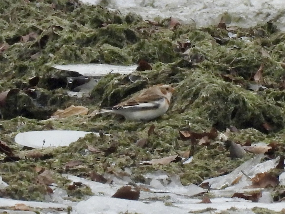 Snow Bunting - ML646490689