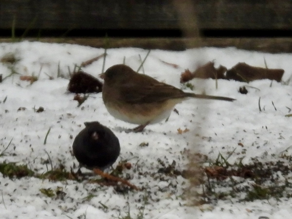 Dark-eyed Junco (Slate-colored) - ML646490697