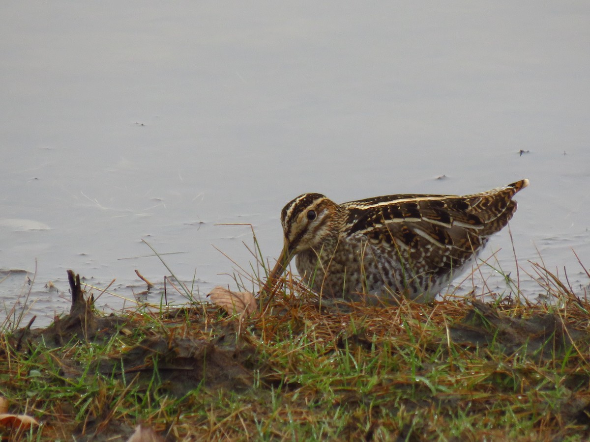 Wilson's Snipe - ML646490706