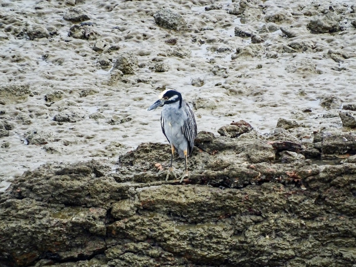 Sarı Tepeli Gece Balıkçılı - ML646490707