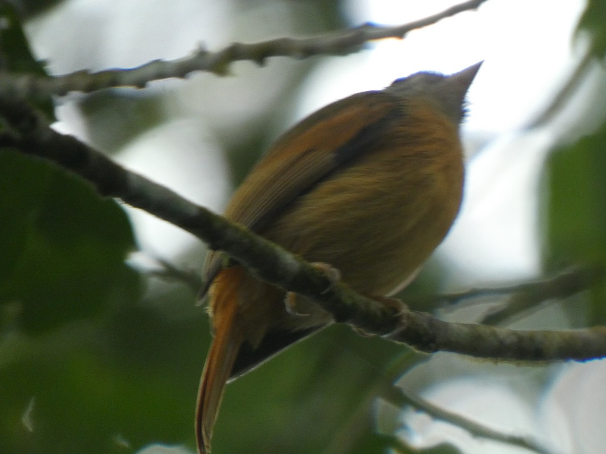 Ruddy-tailed Flycatcher - ML646490710
